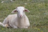 羊的英语单词怎么写的 羊的英语单词简单介绍